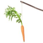 Carrot Carrot