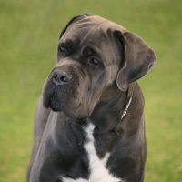 Dog18 Dog18