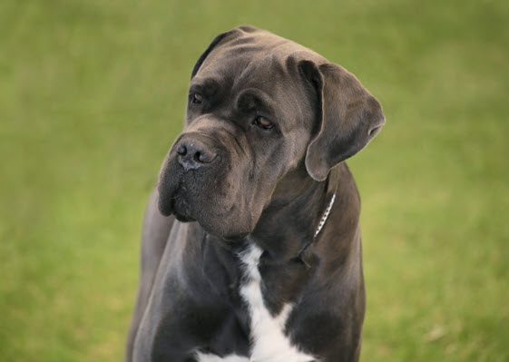 Simonian Dogs Late Simpson’s Creator Had Problem With His Pet Trust - Don’t Make The ...